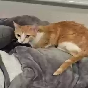 lost female cat beth