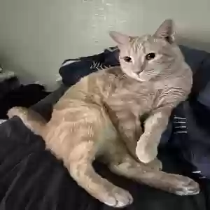 lost male cat spartacus