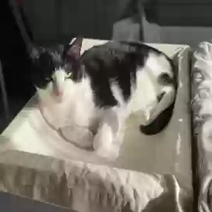 lost male cat bones