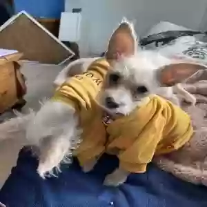 lost female dog artemis