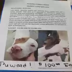 lost male dog lucky