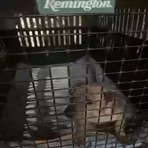 found male dog unknown