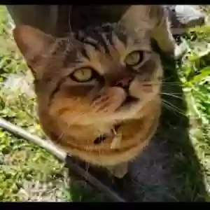 lost male cat barney