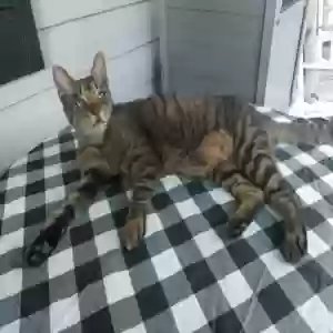 lost male cat scooter