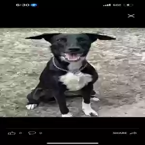 lost female dog xophia