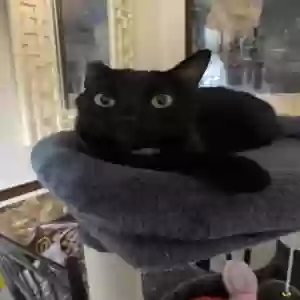 lost female cat holyfield