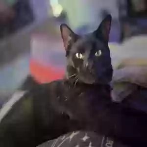 lost male cat loki