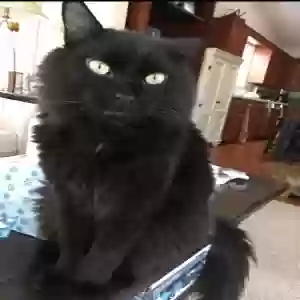 lost male cat orgen