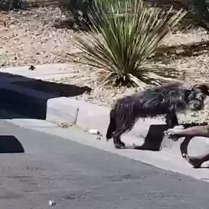 lost male dog domino