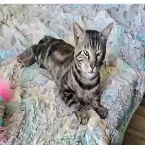 lost male cat morty