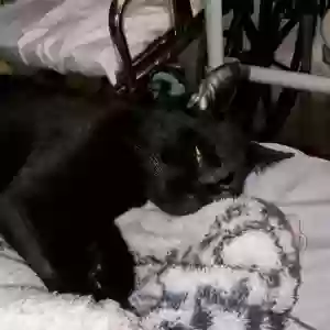 lost male cat punkin