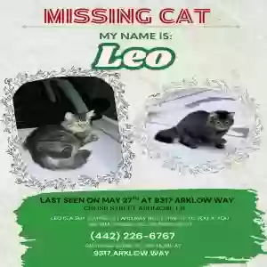 lost male cat leo
