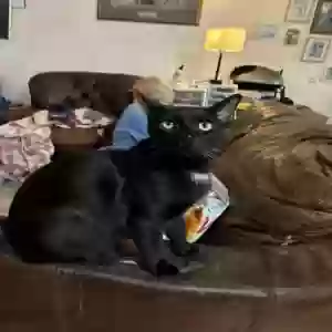 lost male cat sokka