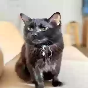 lost male cat pluton