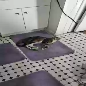 lost male cat jojo