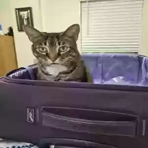 lost male cat mickey