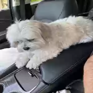 lost female dog franny