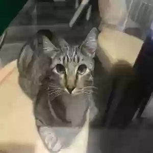 lost male cat stormi