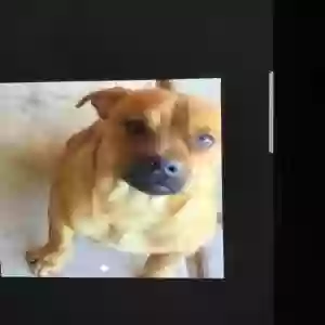 lost male dog thumper