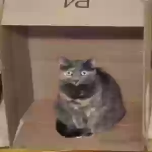 lost female cat luna