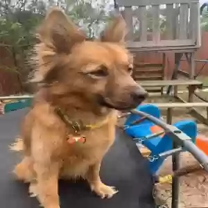 lost female dog faith