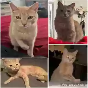 lost male cat leonard