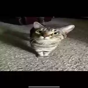lost male cat leo