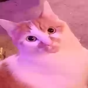 lost male cat tangerine