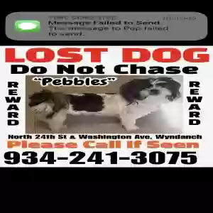 lost female dog pebbles