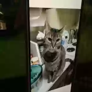 lost female cat clara