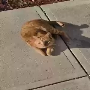 lost male cat oliver