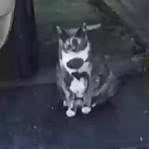 lost female cat boo boo