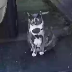 lost female cat boo boo