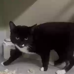 lost male cat junior