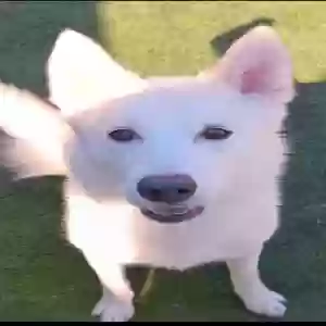 lost female dog vickey