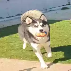 lost female dog bella