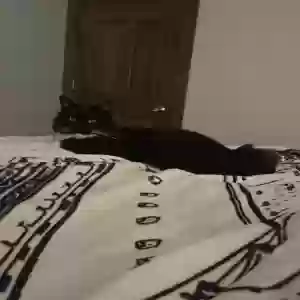 lost male cat jack