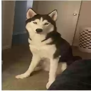 lost male dog niko
