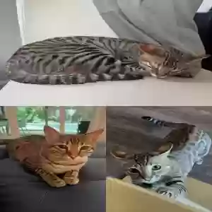 lost male cat ash