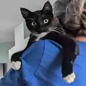 lost male cat rev run