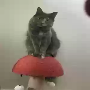 lost female cat ren