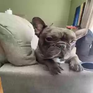lost male dog roger