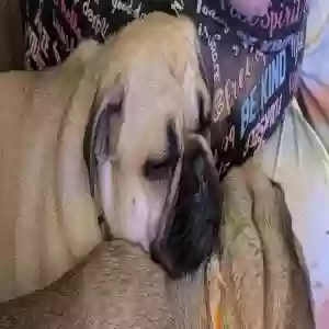 lost female dog amelia