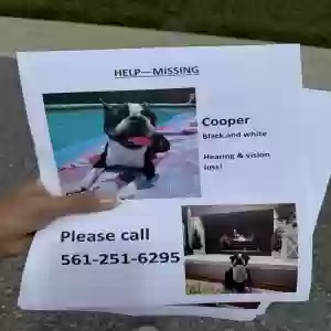 lost male dog cooper