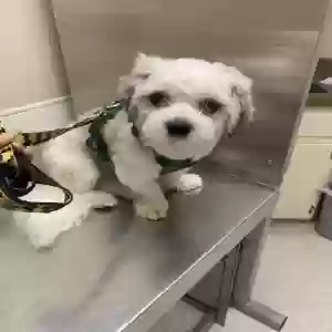lost male dog bombon