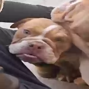 lost female dog lola