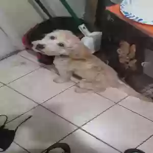 lost male dog unknown