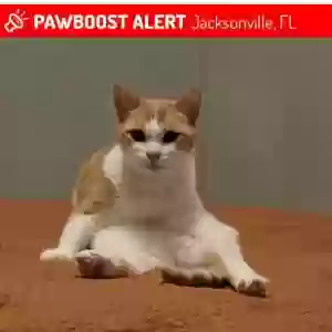 lost female cat cali