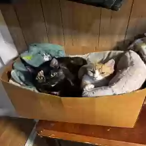 lost female cat estrella