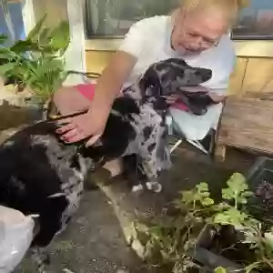 lost female dog pepper
